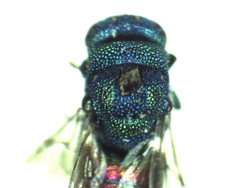 Réf. 297 130 : Chrysis interjecta